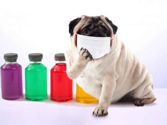犬もインフルエンザになるの？